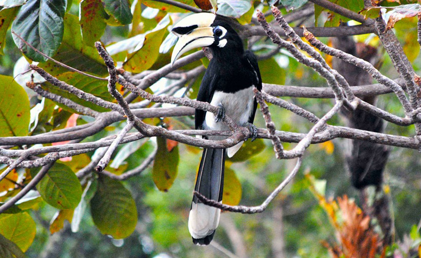 野鳥@Song Saa Private Island