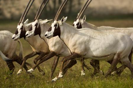AnantaraSirBaniYas3.jpg