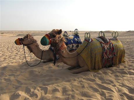 BAS_camel_activety.jpg