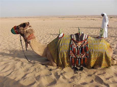 BAS_camel_activity2.jpg