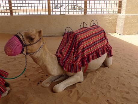 camel1.jpg
