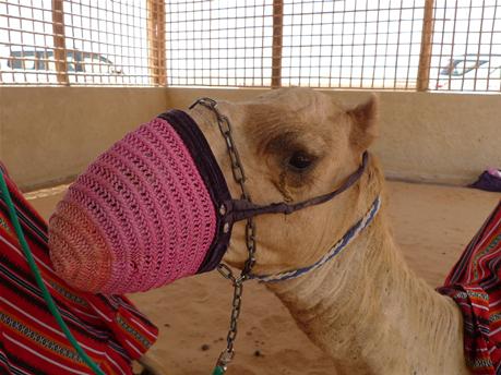 camel2.jpg