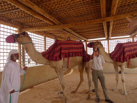 camel3.jpg